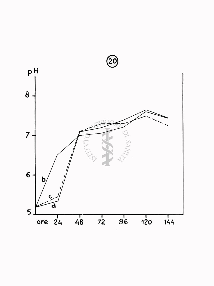 Nella foto grafico - Riproduzione da disegno