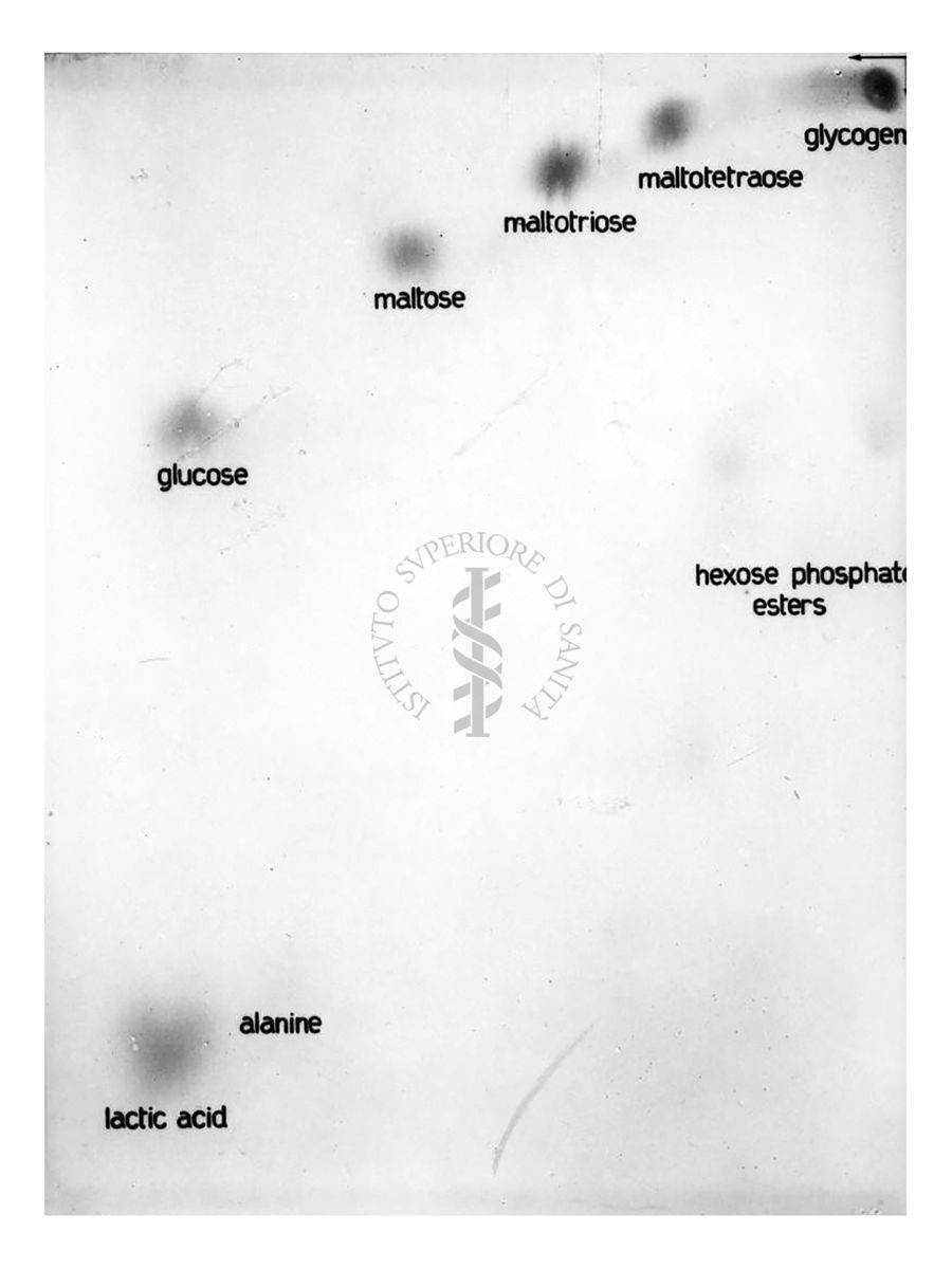 Riproduzione da radiografia estratto di diaframma