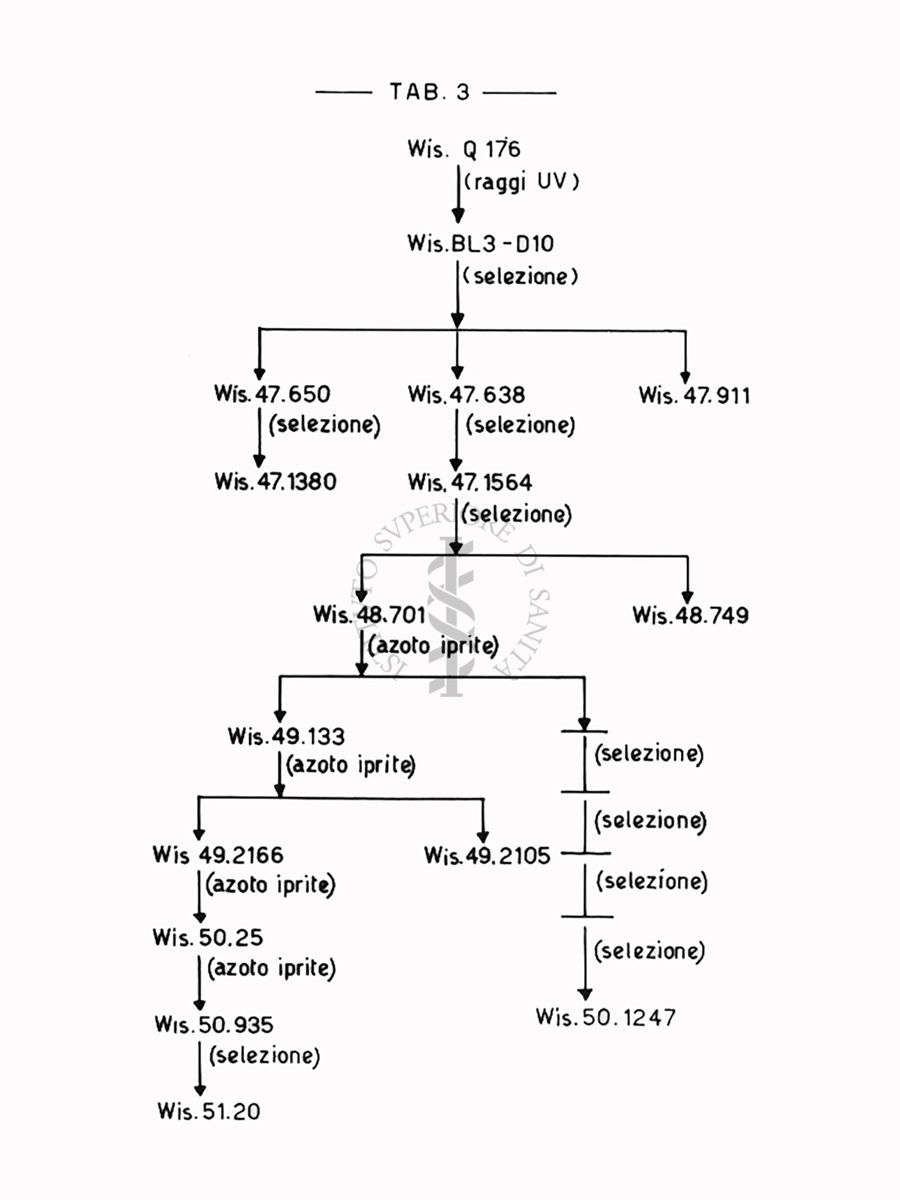 Fermentazioni  di Penicillina TAB 3  - Riproduzione da disegno