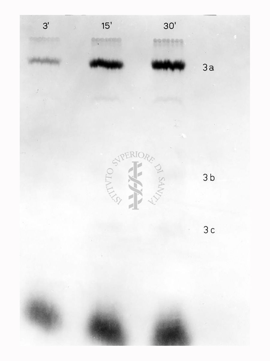 Riproduzione da radiografia