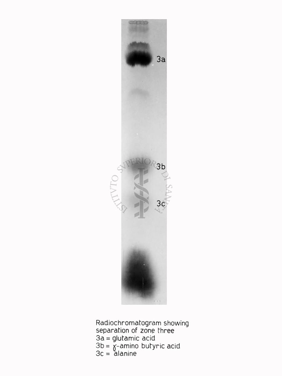 Riproduzione da radiografia