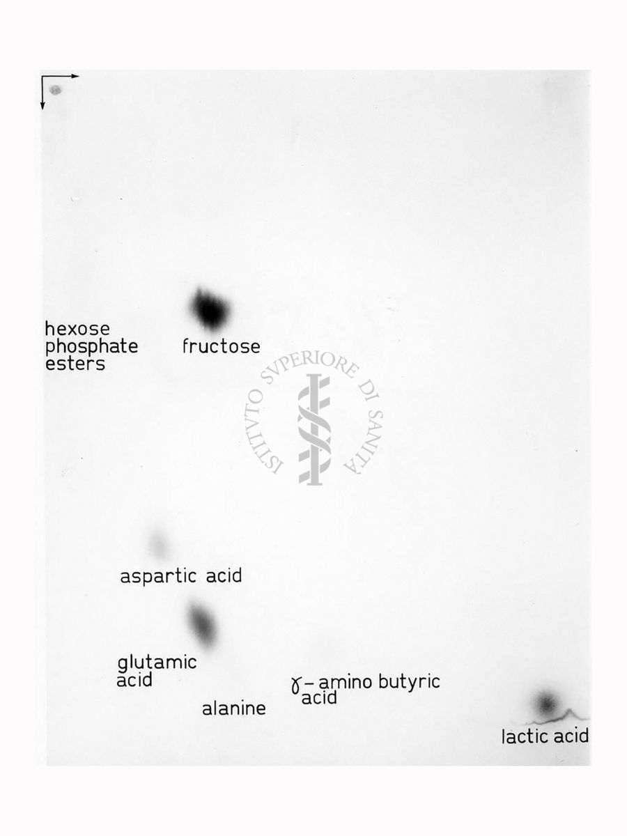 Riproduzione da radiografia