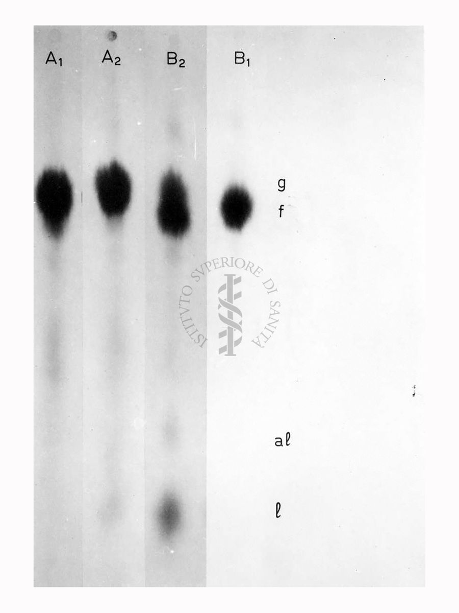 Riproduzione da radiografia