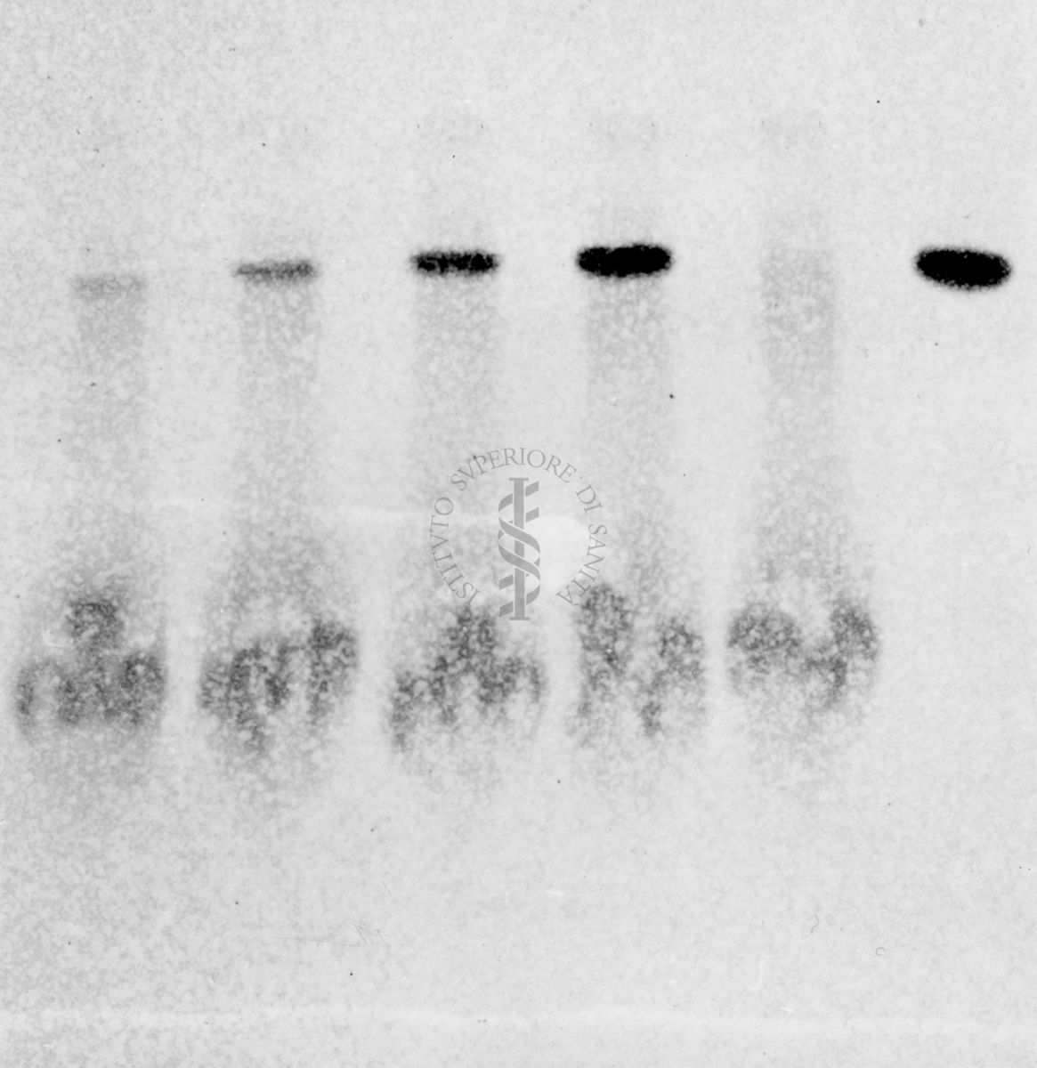 Gel cromatografico