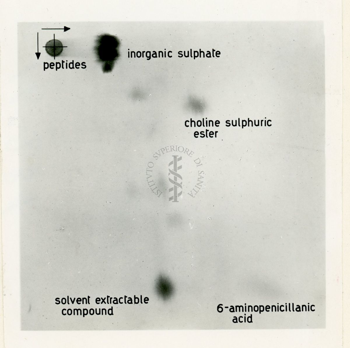 Metabolismo dello zolfo radiattivo nel Penicillium Chrysogenum