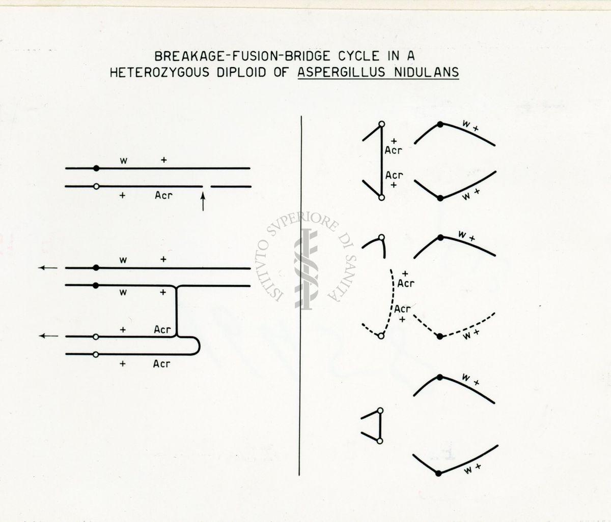 Nella foto disegno di schema