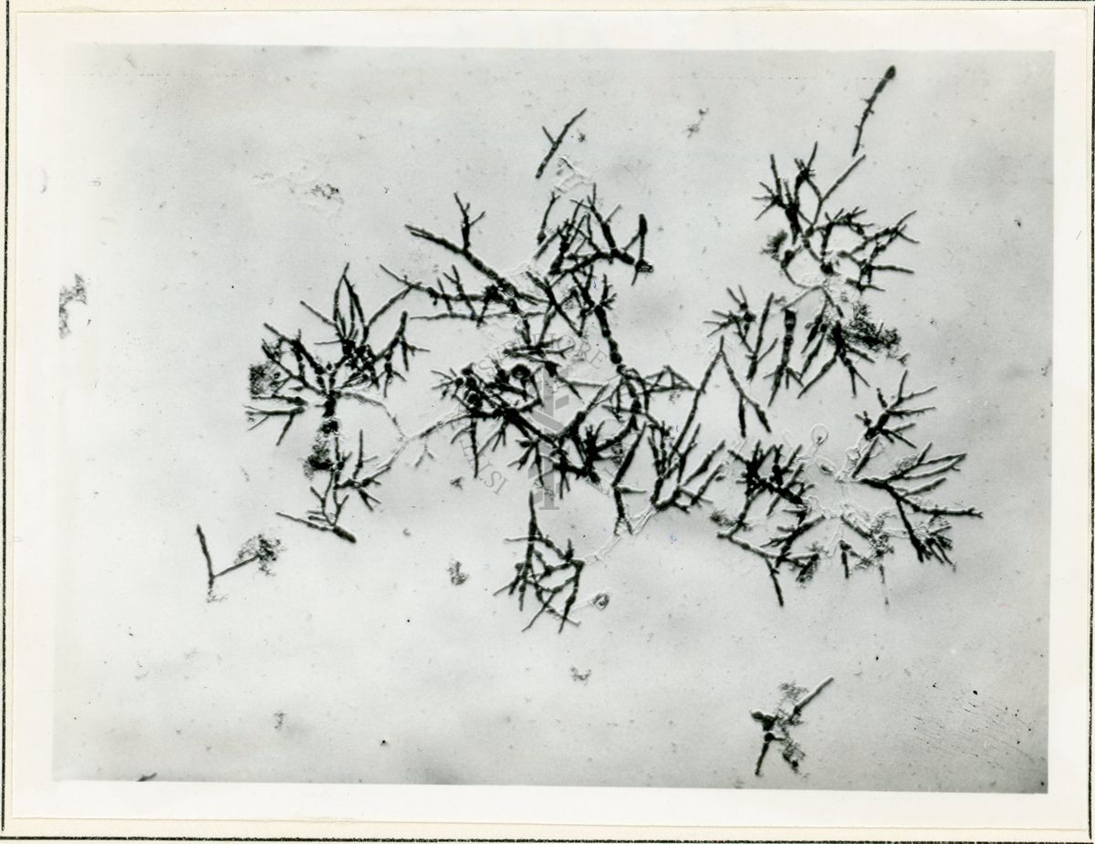 Micelio in Penicillium in coltura sommersa - 150 inrg.(11)