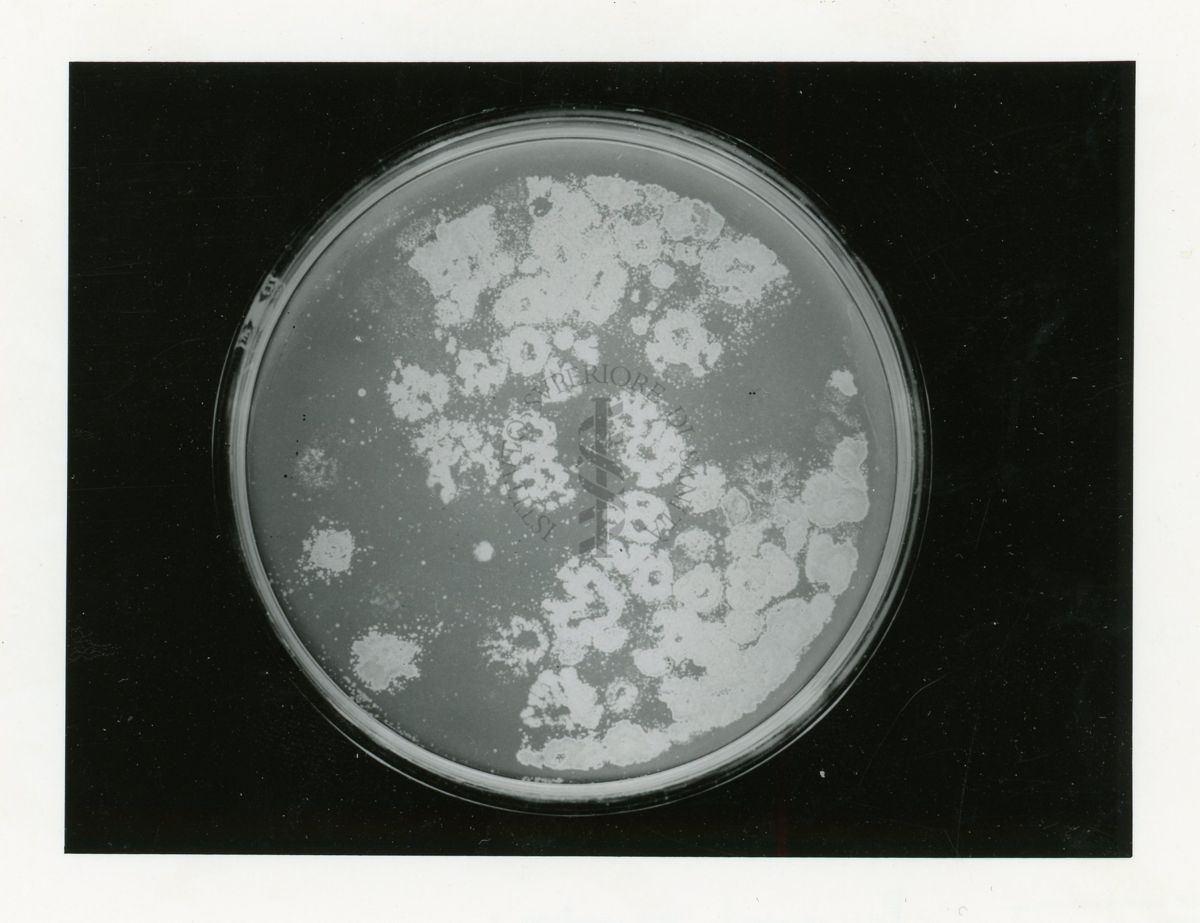 Replica plasting in Penicillium