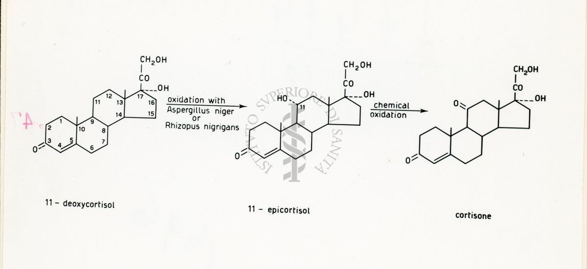 Nella foto formula del Cortisone