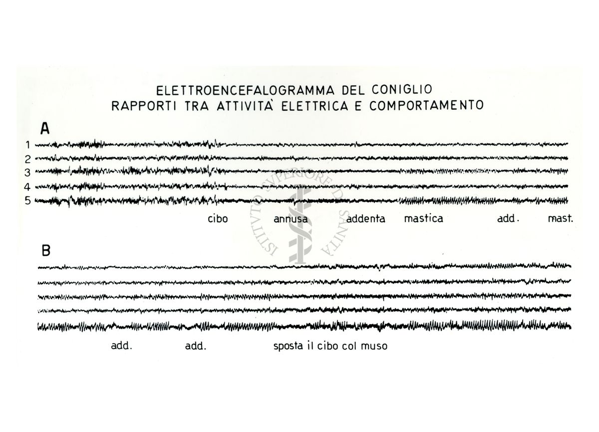 Grafico