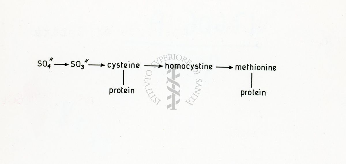 Schema di utilizzazione del solfato nei funghi