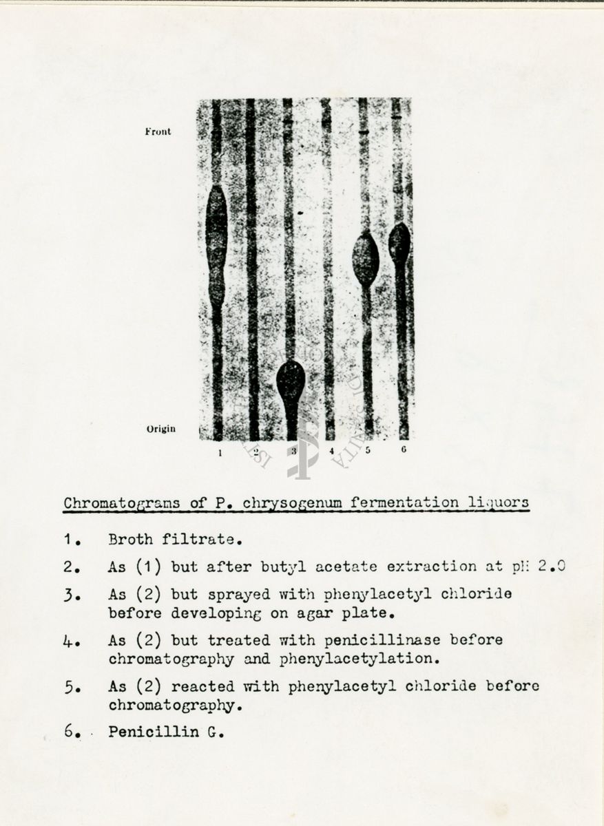 Cromatografia di penicillina