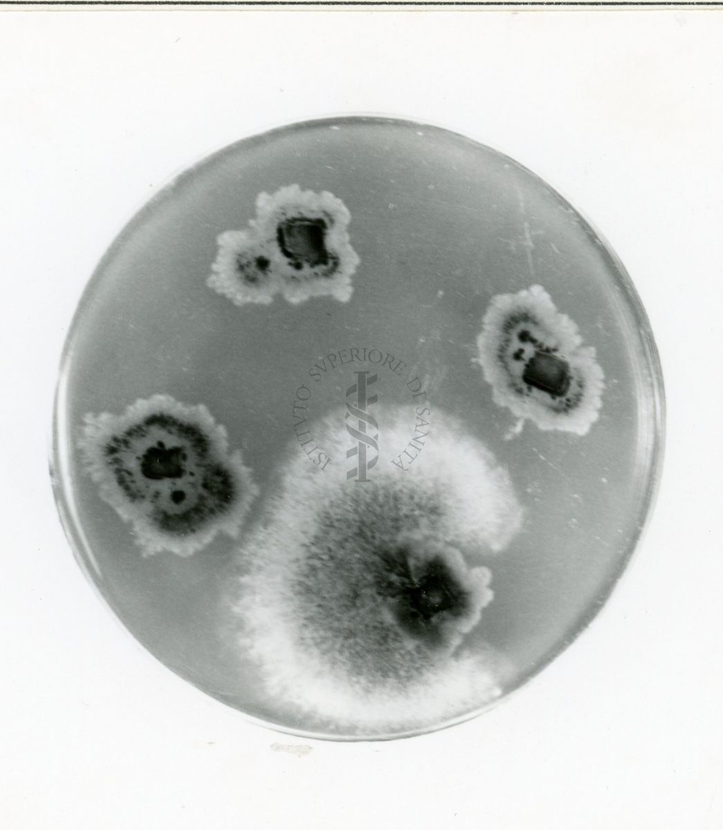 Mutanti in Aspergillus