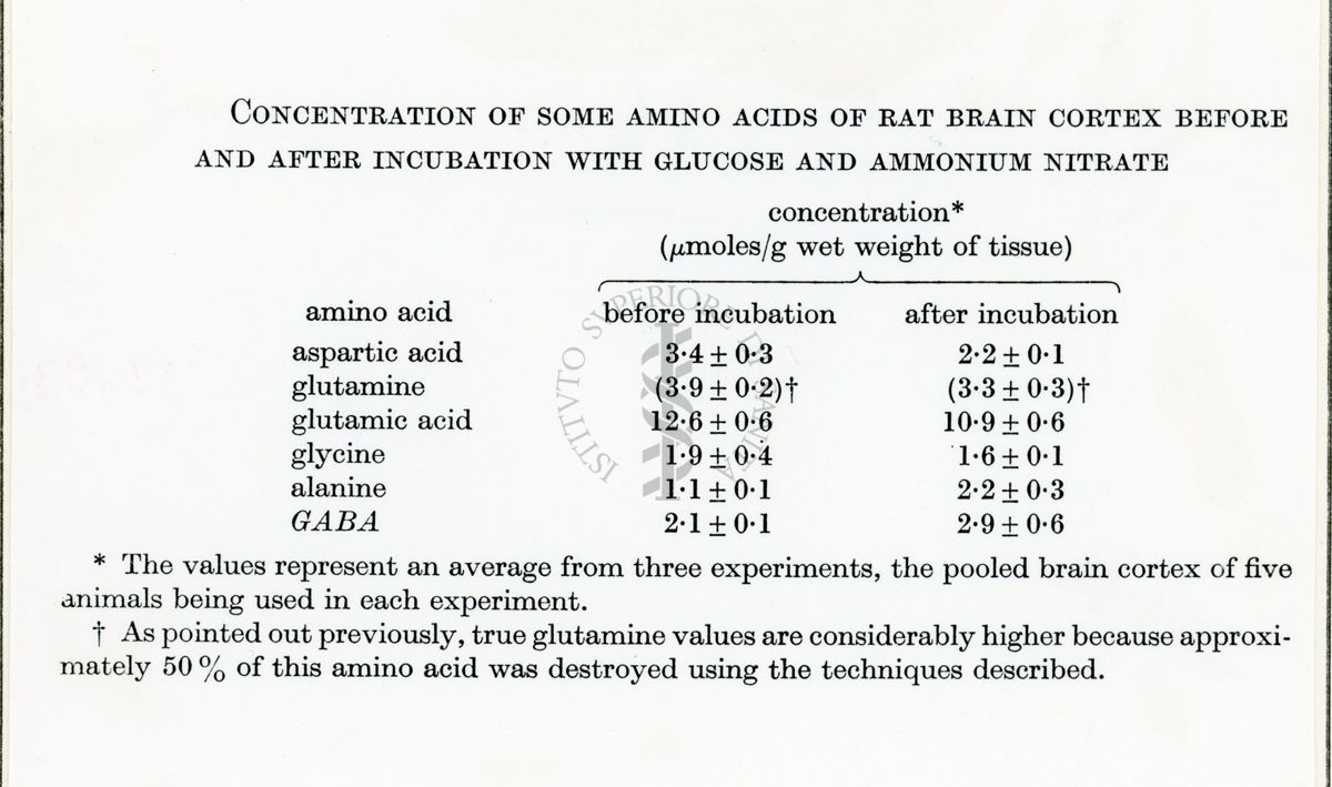 Metabolismo degli ammine acidi in fettine di cervello di ratto