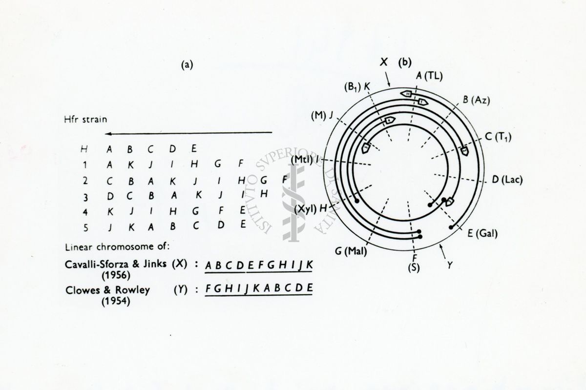 Ricombinazione in batteri (da Jacob Wollman & Hayes 1956)