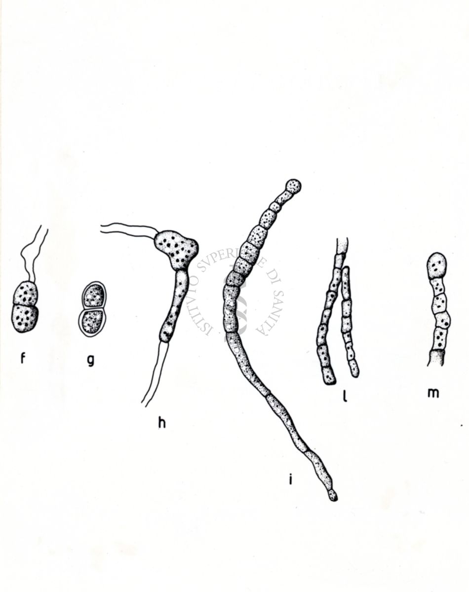 Claviceps paspali - Ife in coltura sommersa