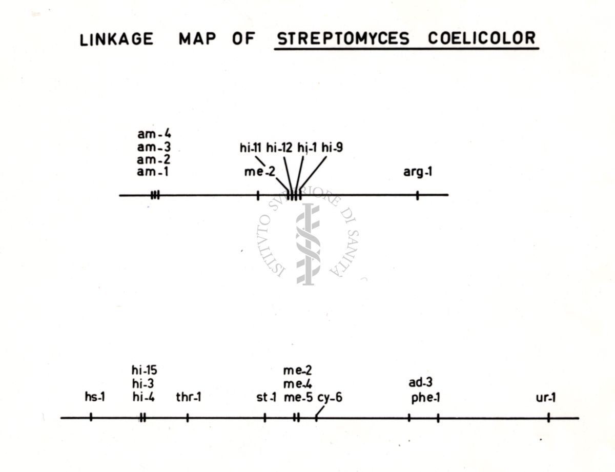 Da disegno Ricombinazione genetica in Streptomyces