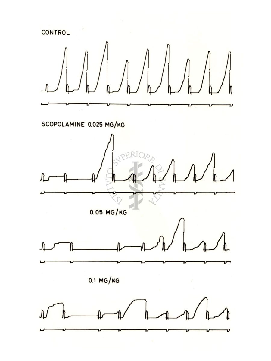 Grafico