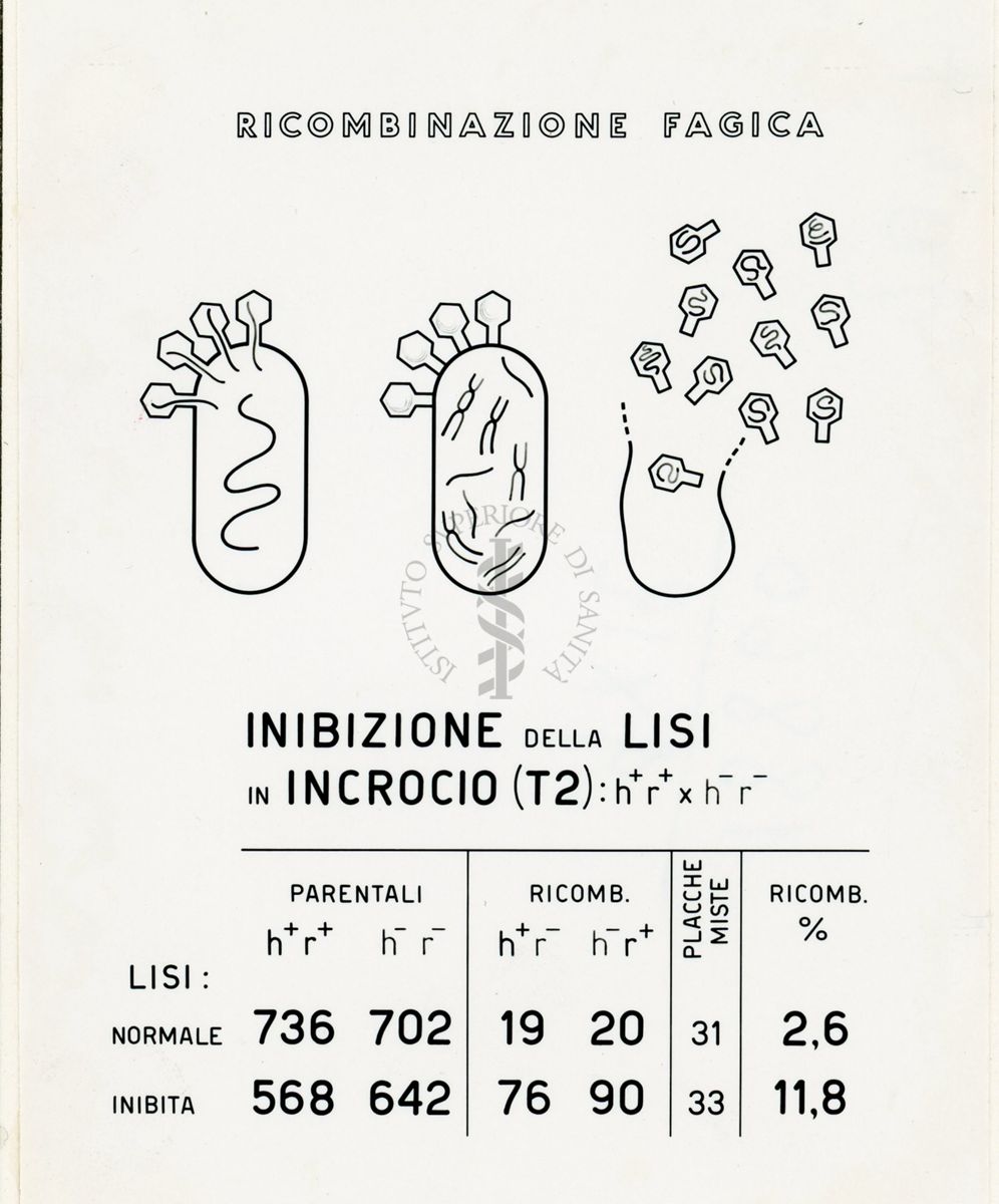 Riproduzione di Tabella per corsi e lezioni