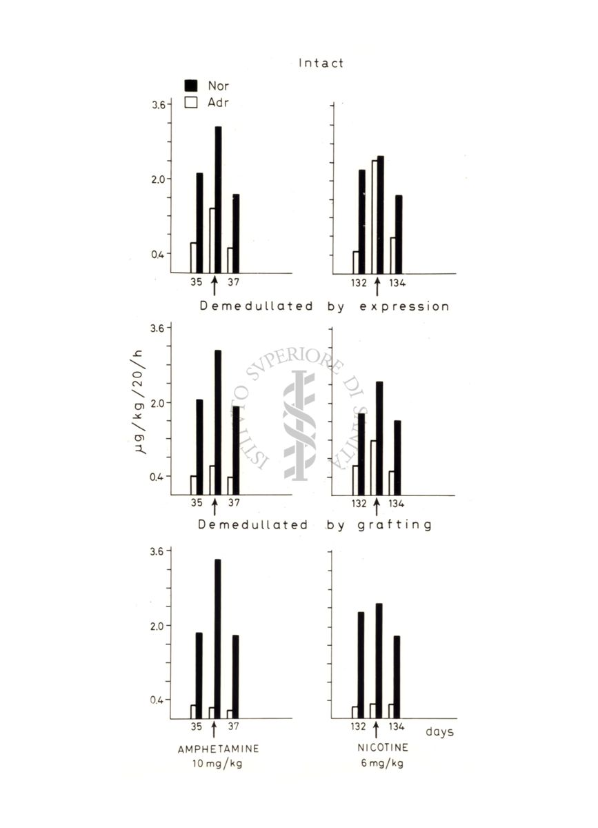 Grafico