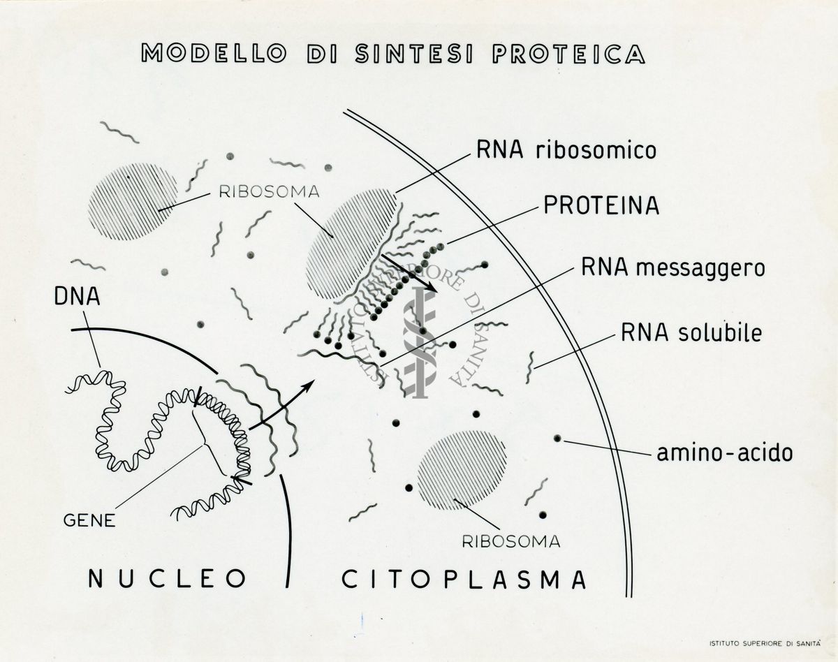 Senza titolo