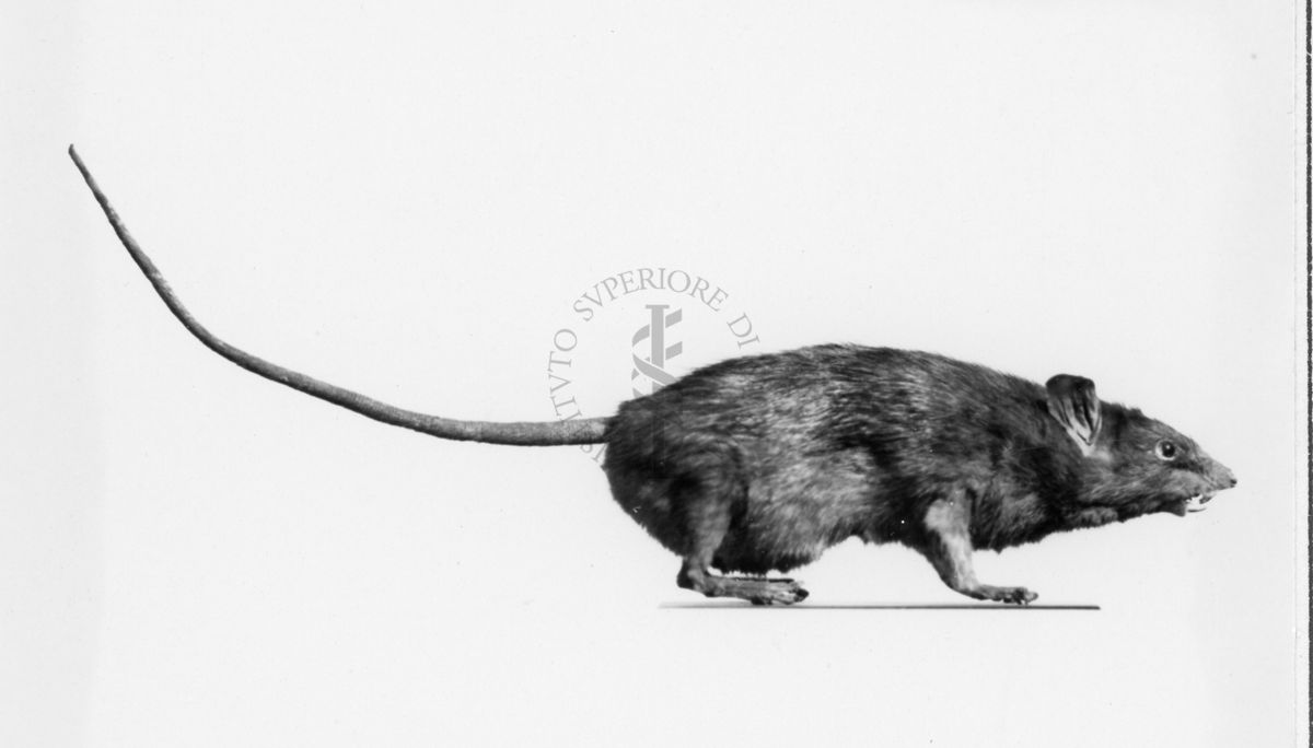 Mus rattus (portatore di peste) metà del vero il negativo