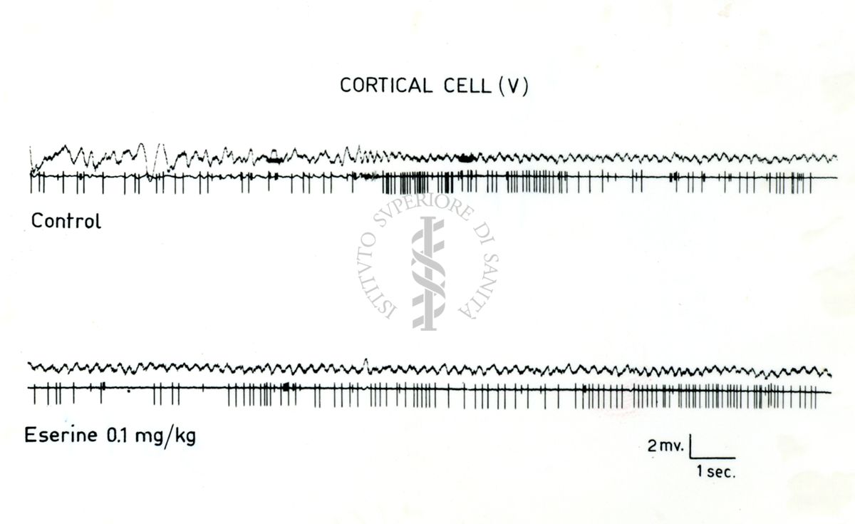 Tracciato elettico su cellule corticali trattate con eserina