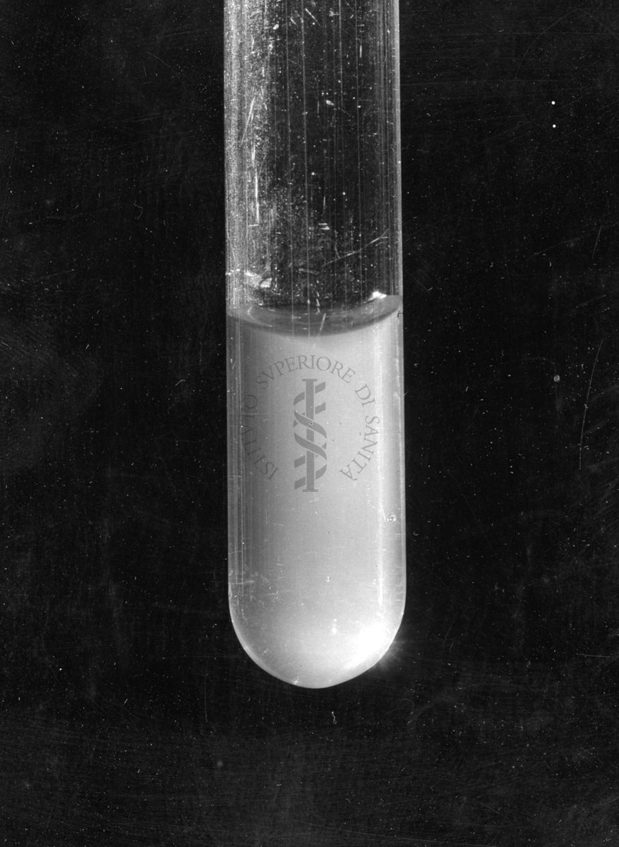 agglutinazione di Rickettsia