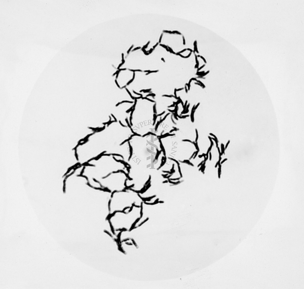 Mycobacterium sp. ceppo Chauviré