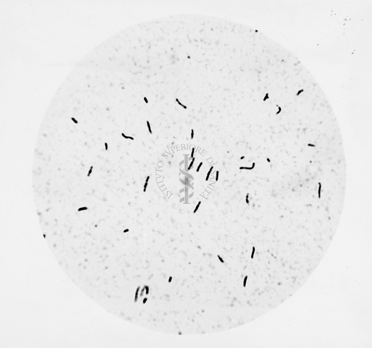 Mycobacterium sp. ceppo Chauviré