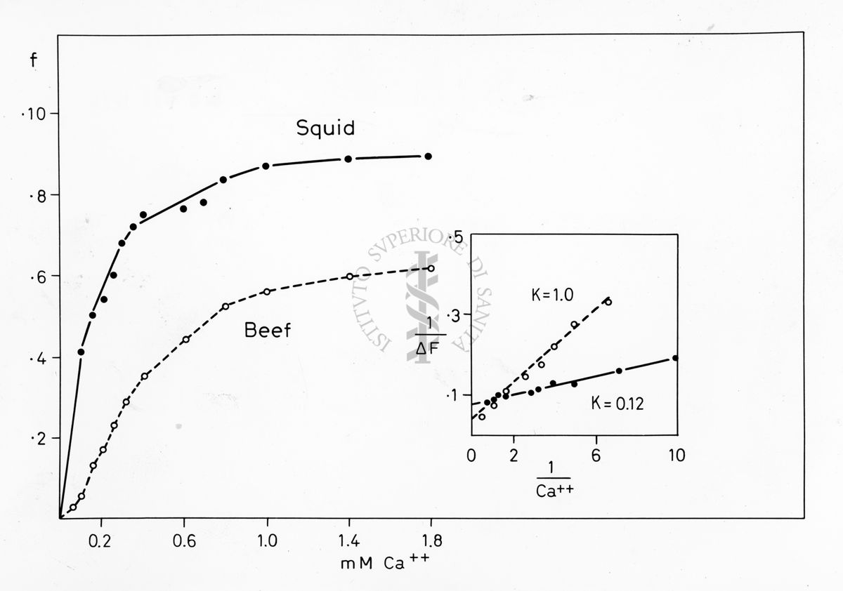 Grafico