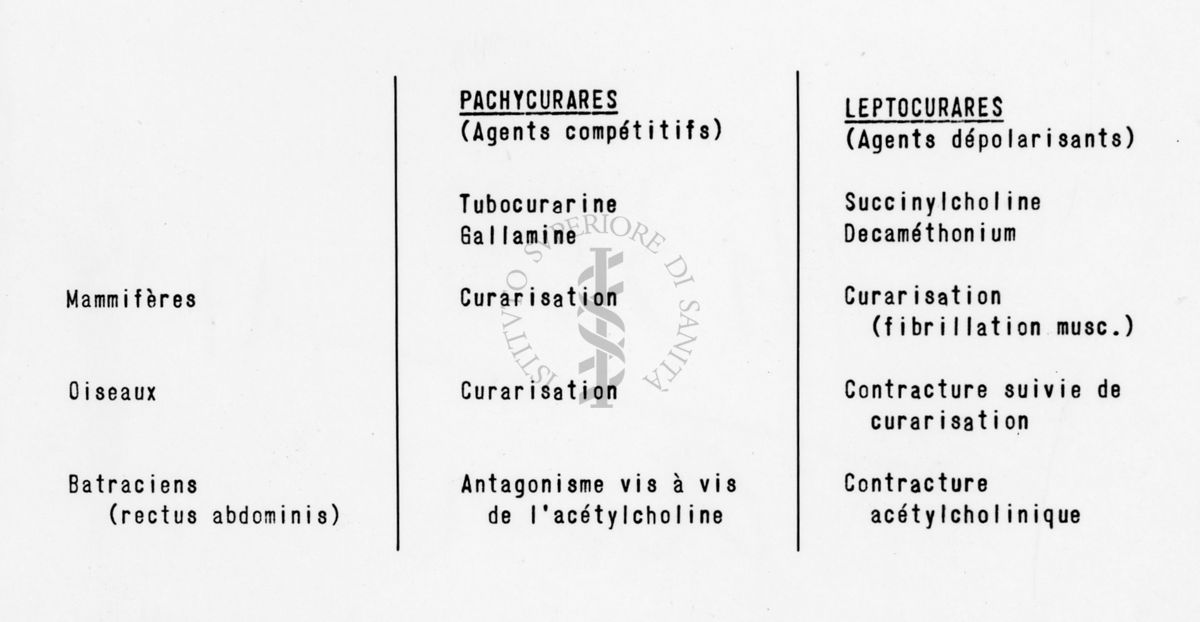 curari sintetici