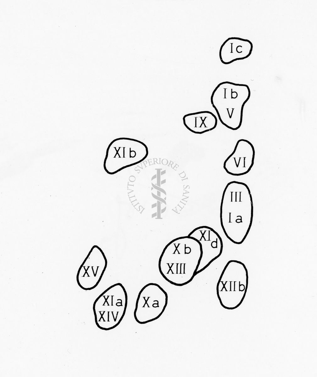 Grafico riferito a: "Amino Acid Compositions of the Soluble Tryptic Peptides from the Aminoethylated β - like chain Rana esculenta Hemoglobin (major component)"