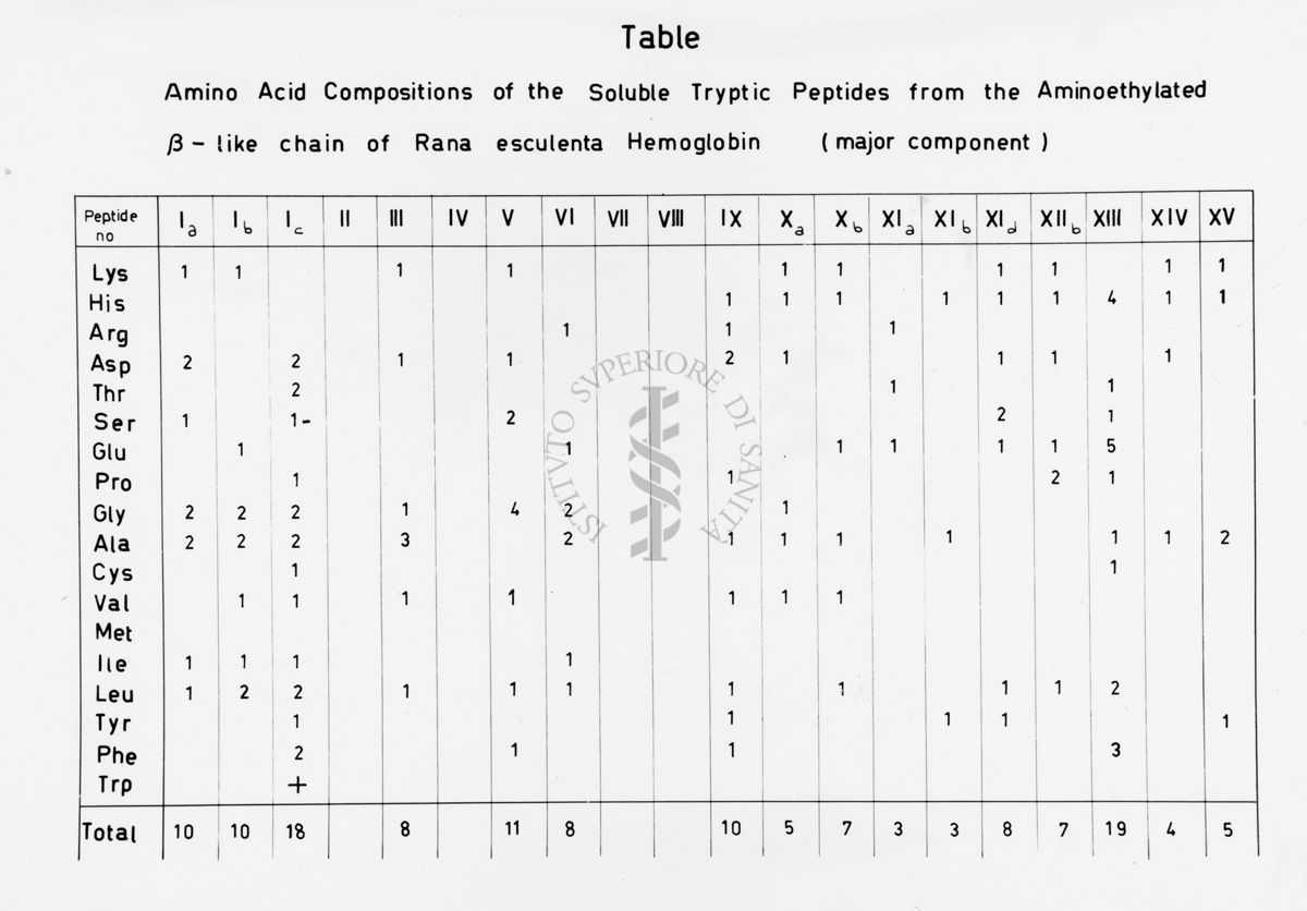 Tabella riguardante: "Amino Acid Compositions of the Soluble Tryptic Peptides from the Aminoethylated β - like chain Rana esculenta Hemoglobin (major component)"