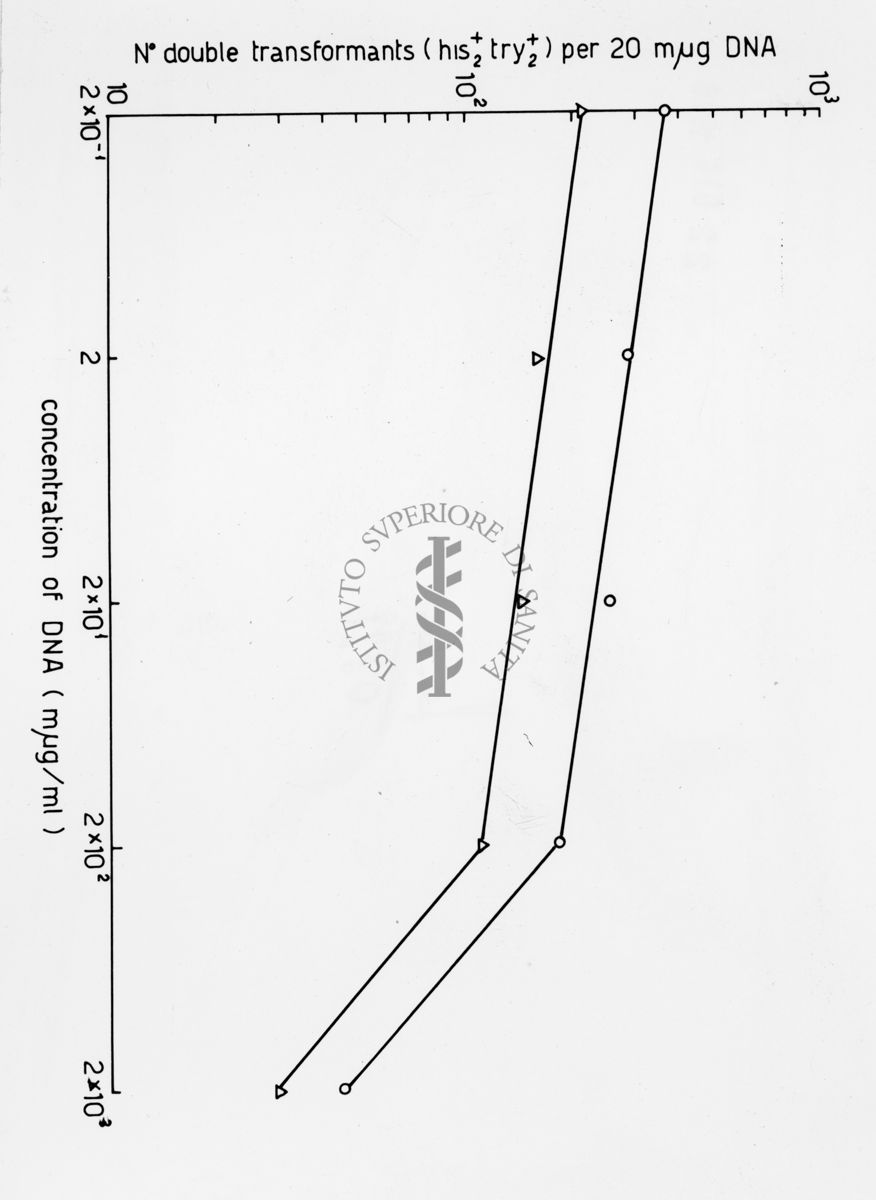 Grafico