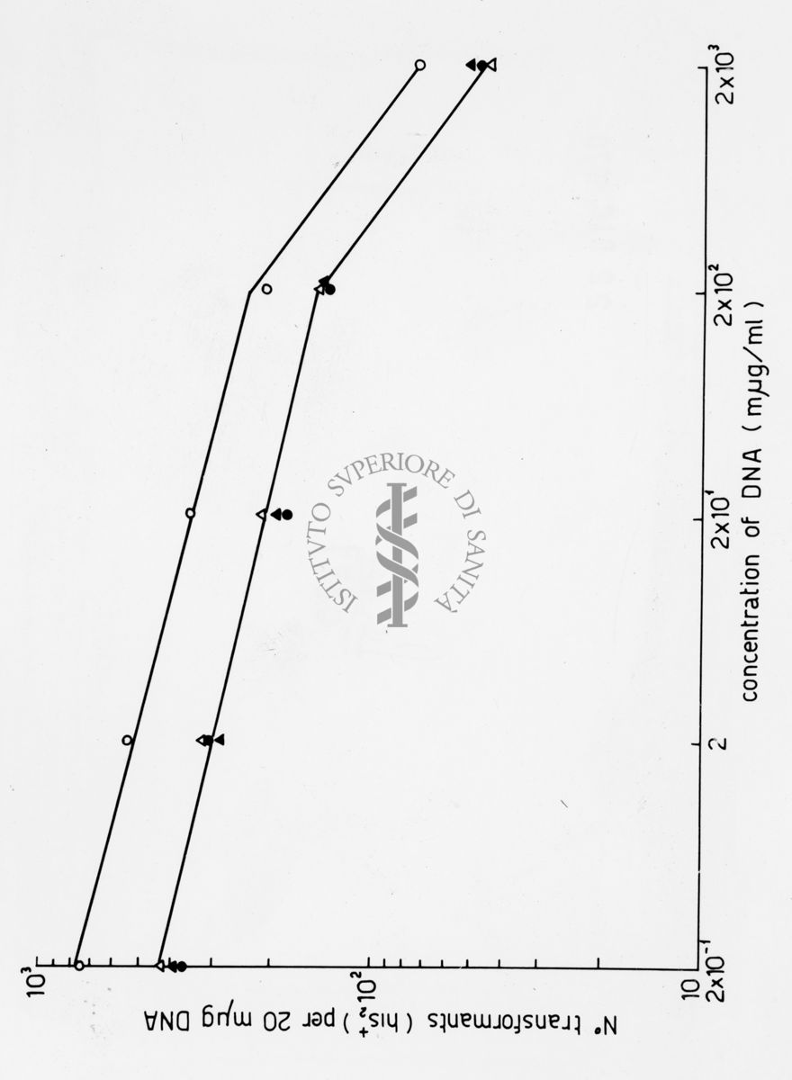 Grafico