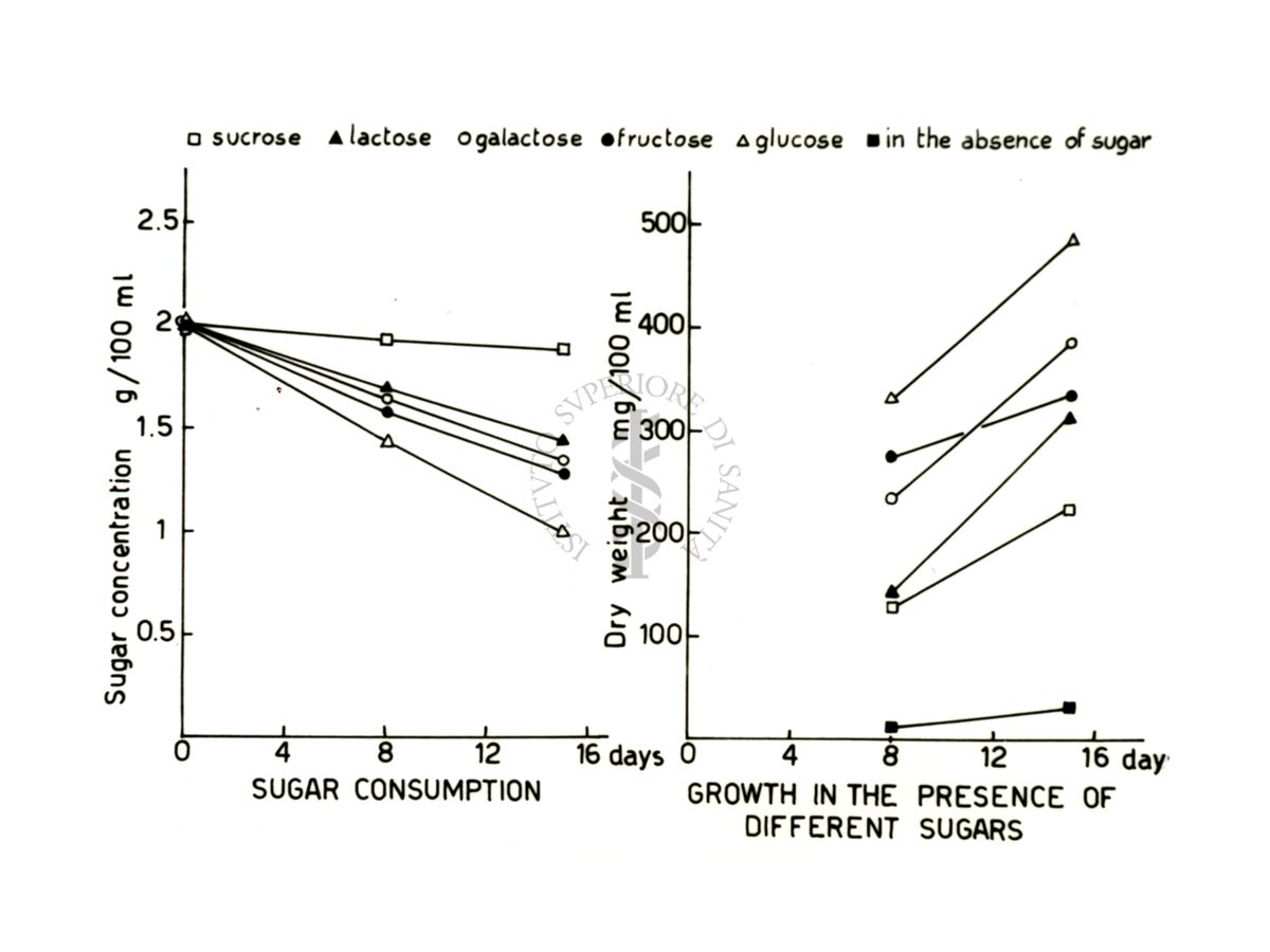 Curve di crescita e attività metabolica in diverse condizioni