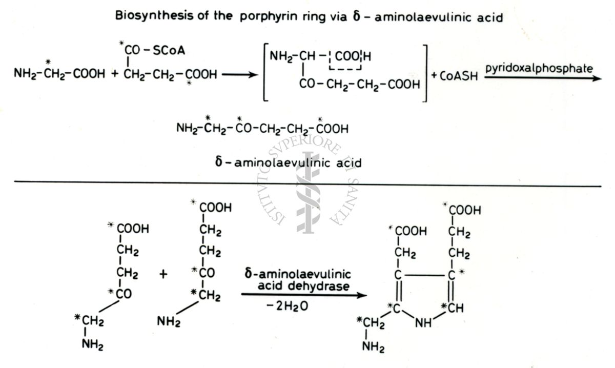 Biosintesi della porfirina