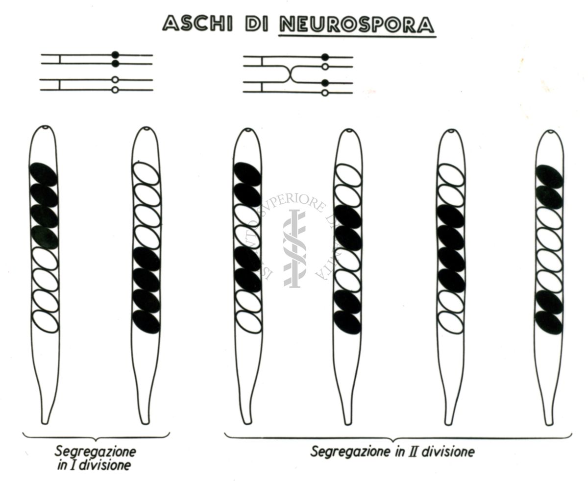 Genetica dei microrganismi