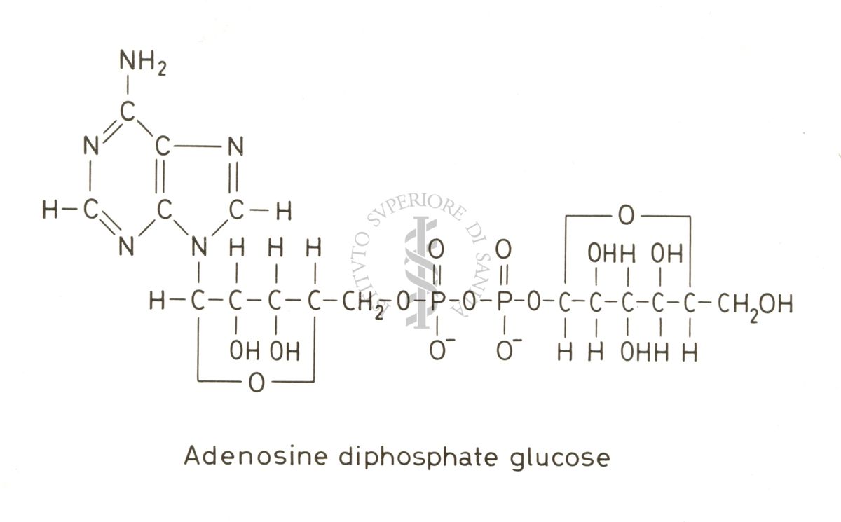 Studi metabolici in vivo e in vitro