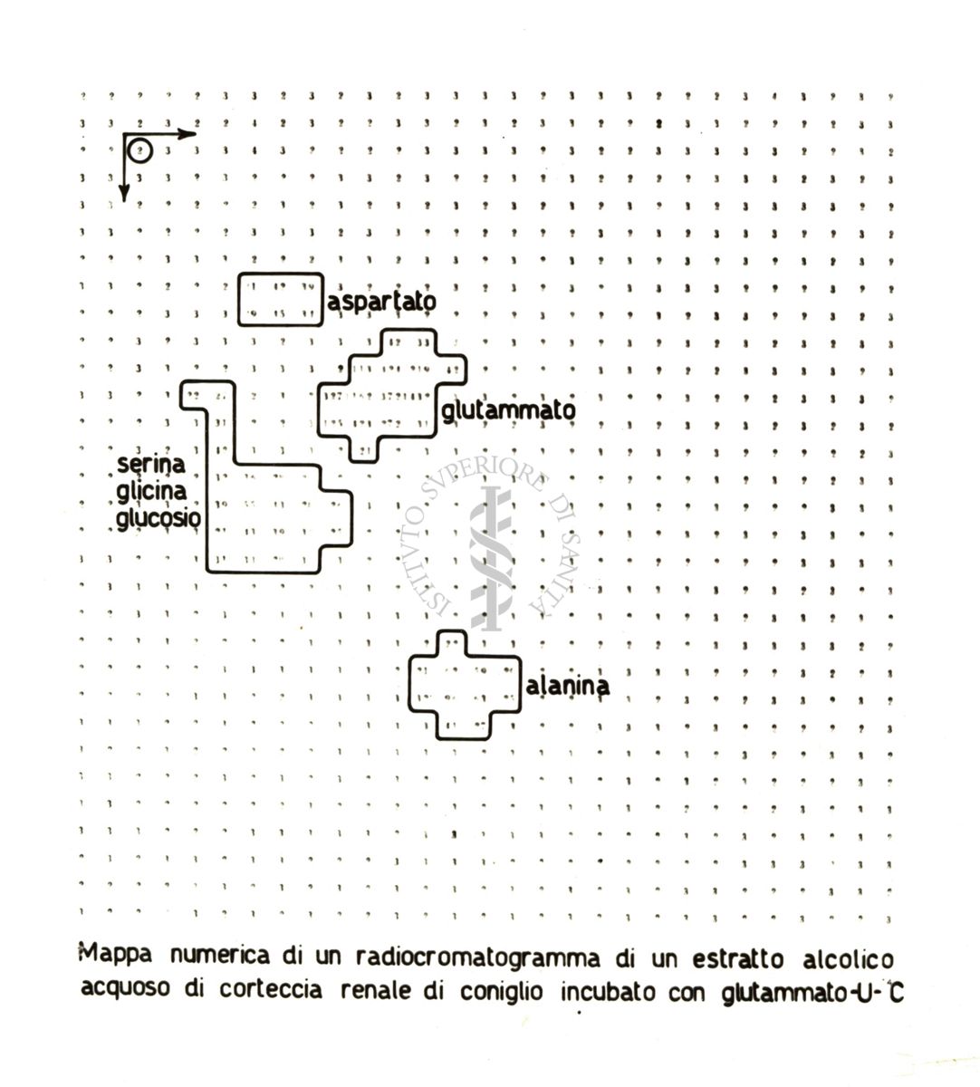 Radiocromatogrammi e mappe bidimensionali di interpretazione