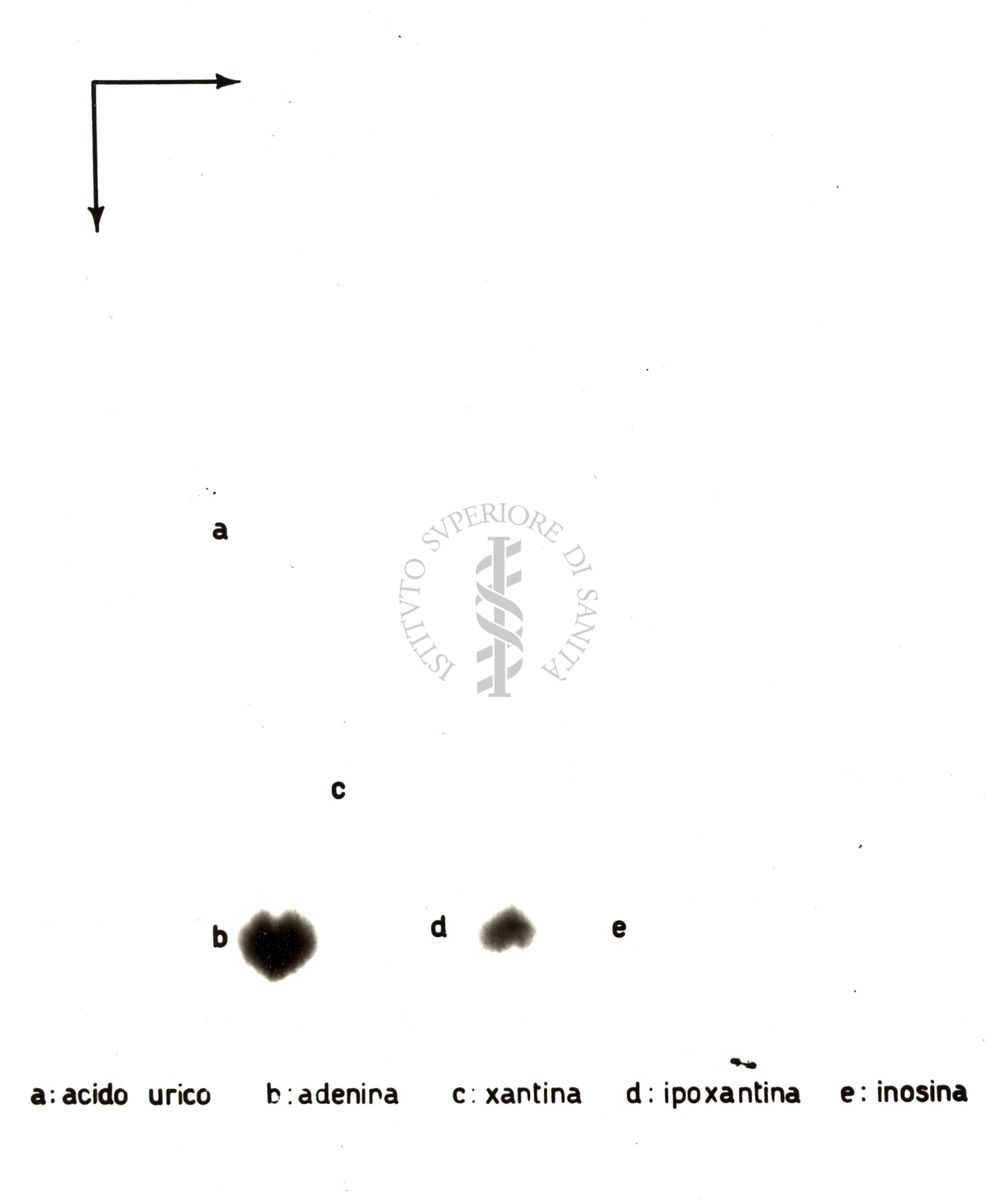 Radiocromatogrammi e mappe bidimensionali di interpretazione