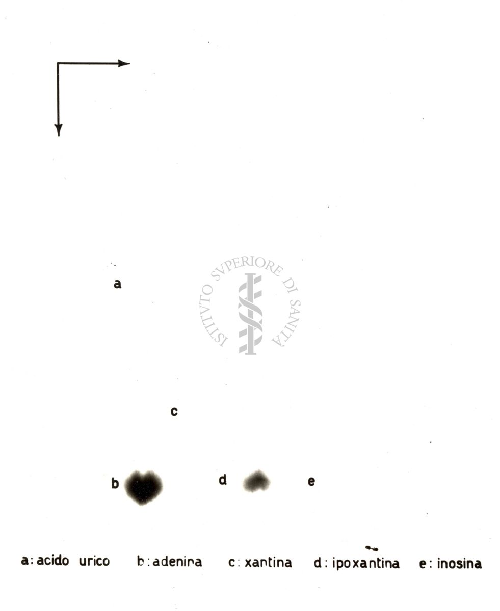 Radiocromatogrammi e mappe bidimensionali di interpretazione