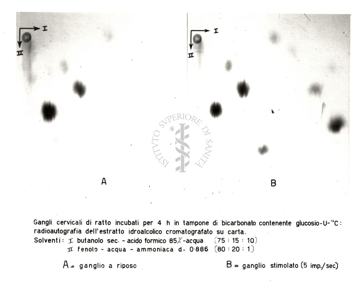 Radiocromatogrammi e mappe bidimensionali di interpretazione