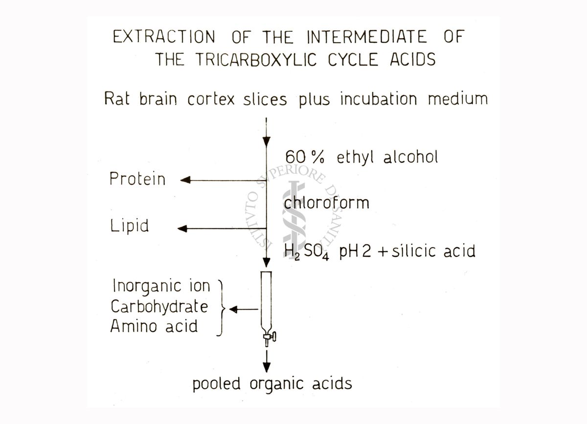 Studi metabolici