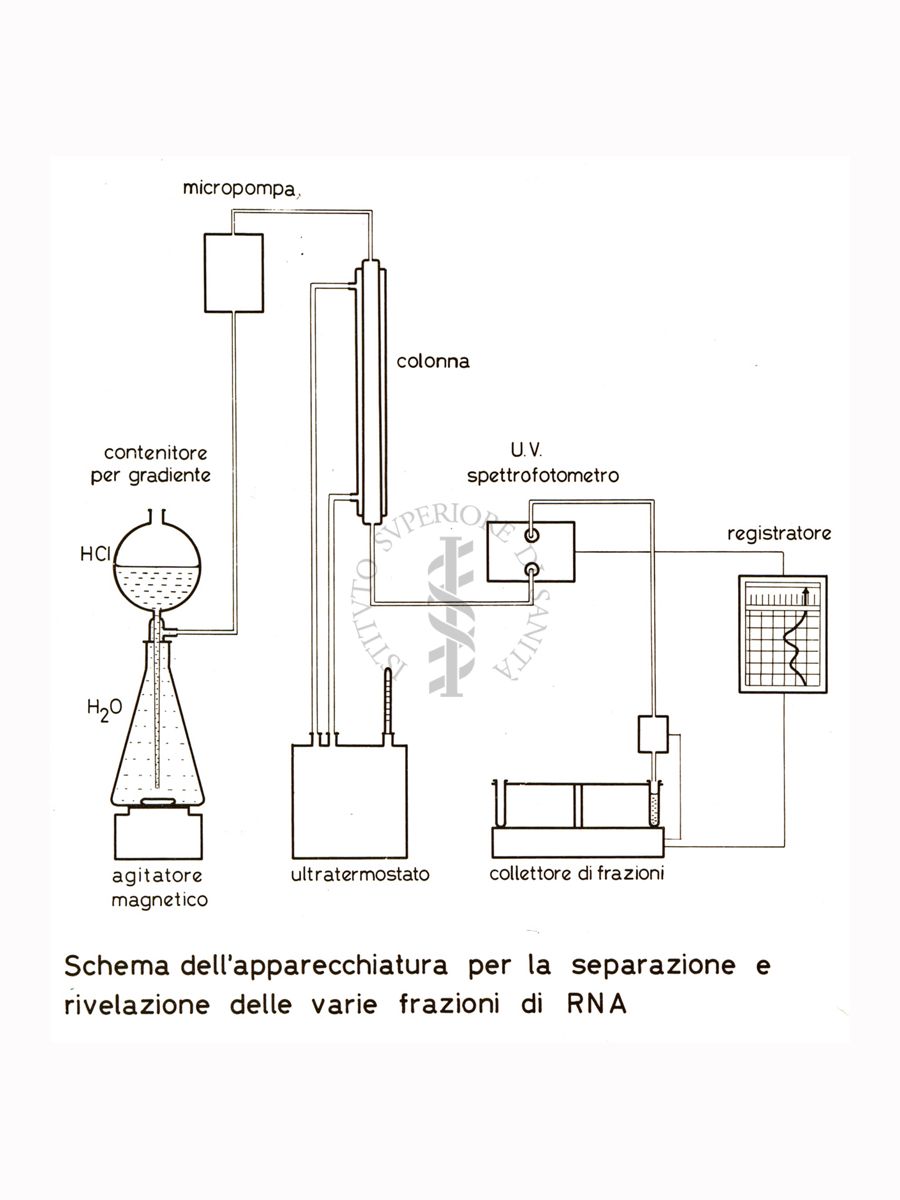 Studi metabolici