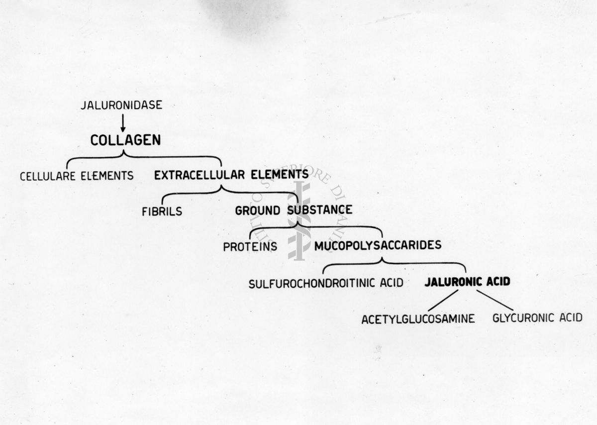 Schema della composizione morfologica e chimica del collagene