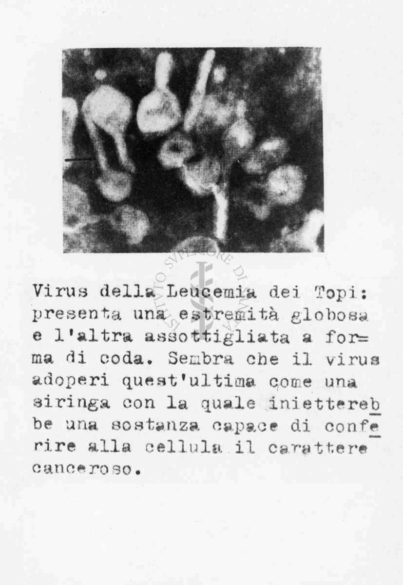 Descrizioni sulla foto: Virus della Leucemia dei topi: presenta una estremità globosa e l'altra assottigliata a forma di coda. Sembra che il virus adoperi quest'ultima come una siringa con la quale inietterebbe una sostanza capace di conferire alla cellula il carattere canceroso.