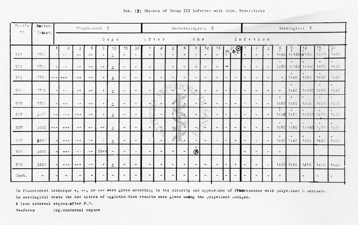 nella foto tabella con dati Chicken of group III infected with Salm. Enteritidis