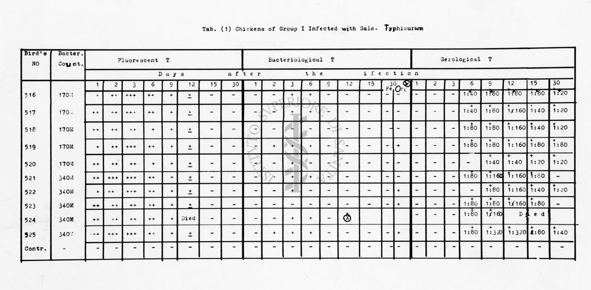 nella foto tabella con dati Chicken of group I infected with Salm. Typhimurum